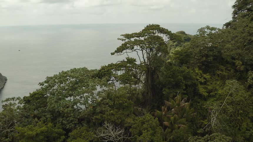A forest of trees and in the background there is a horizon with a sea