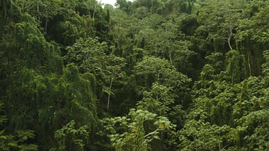 A jungle with various green colored vegetation trees