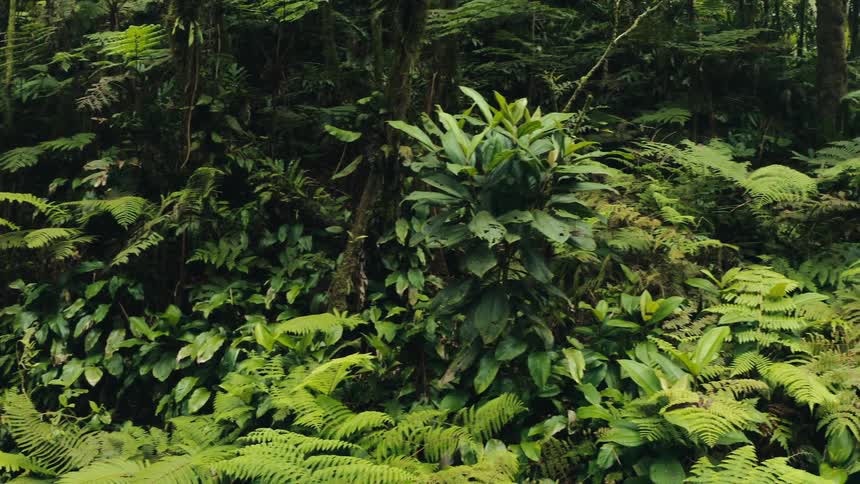 A forest with many plants and low vegetation and several green leaves