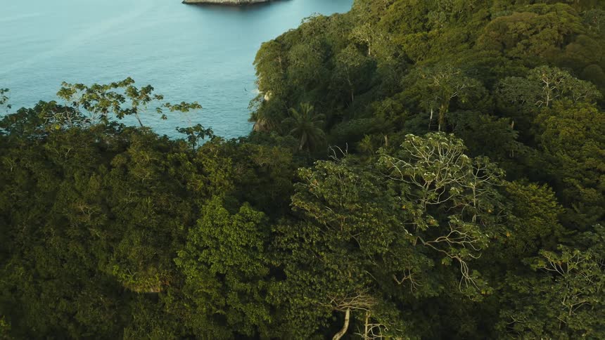 Islands and a dense forest on a coast