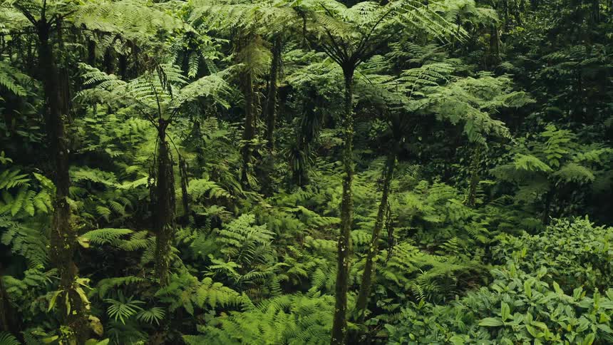 A jungle with lots of vegetation with green colored leaves and different plants