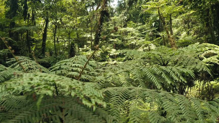 Ferns and smaller plants growing in a forest