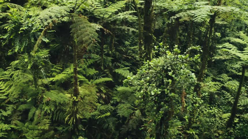 Multiple ferns cover land in forest