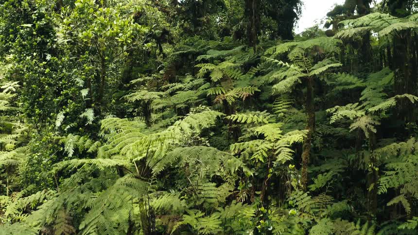 A forest with lots of tall vegetation and huge trees