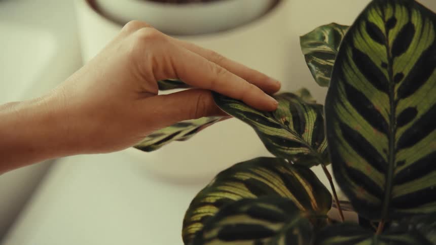 A woman is touching and examining the plant leaves