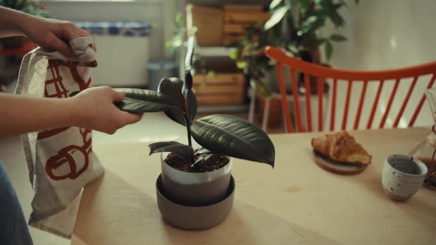 Woman wiping the green leaves of a plant on the table with a cloth