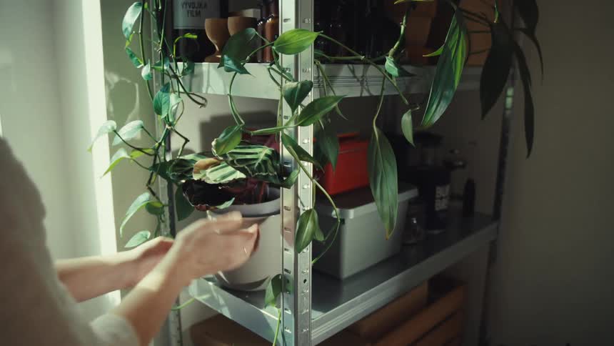 A woman places a plant on the shelf