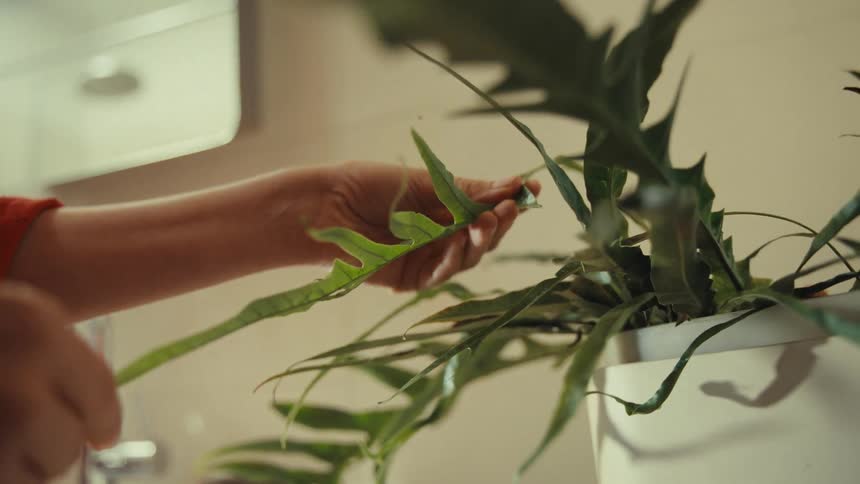 A human hand holding a leaf of a plant that is in a white vase