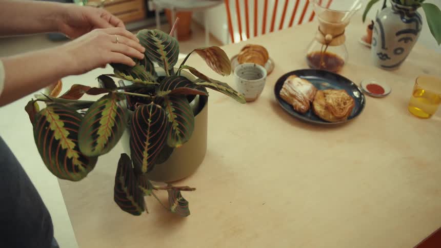 A woman arranging a breakfast table including a vase with a plant