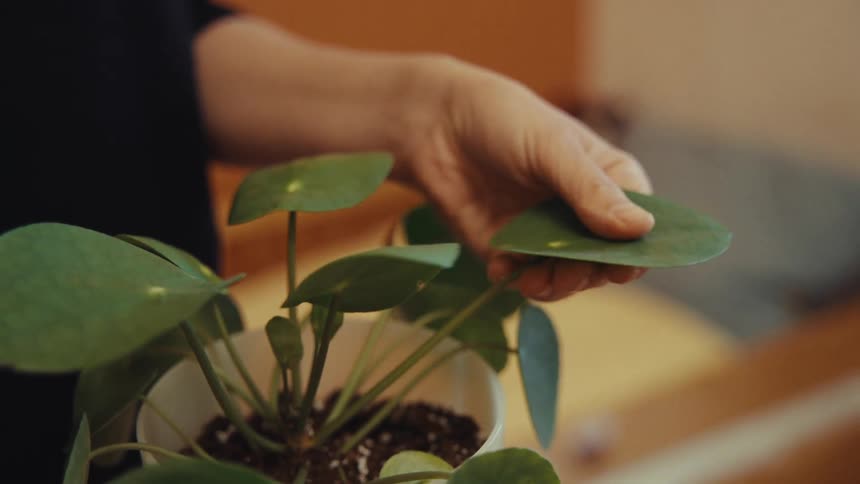 Womans hand analyzing the leaf of a plant