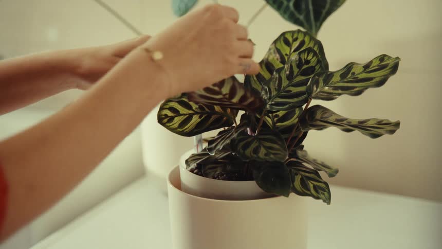Human hands arranging leaves of a plant that is in a white vase