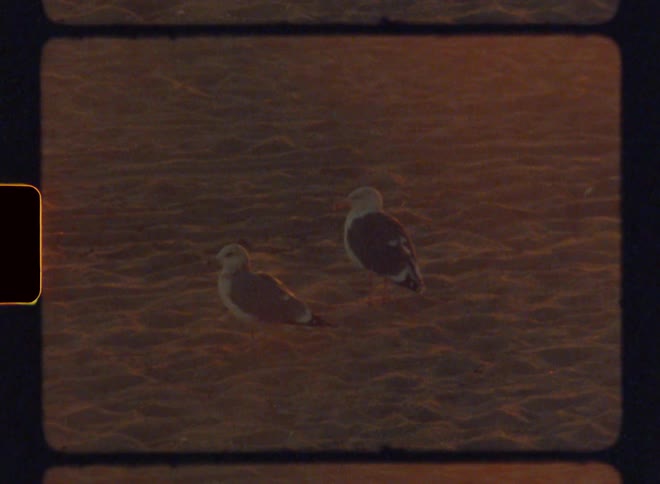 Two birds on the sand by a lake with the red sun