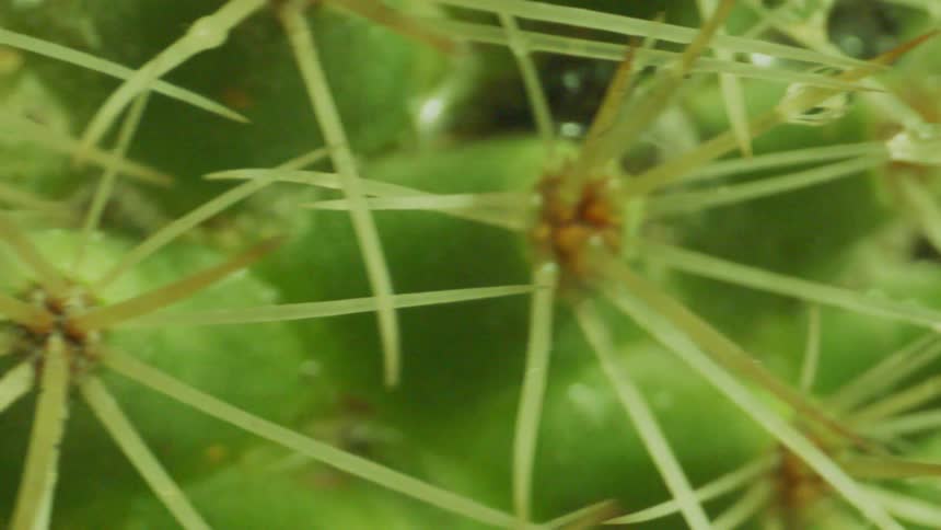 Extreme closeup on a wet cactus