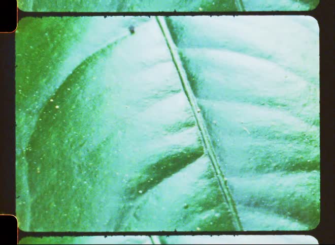 A verycloseup shot of a green leaf that is moving erractically