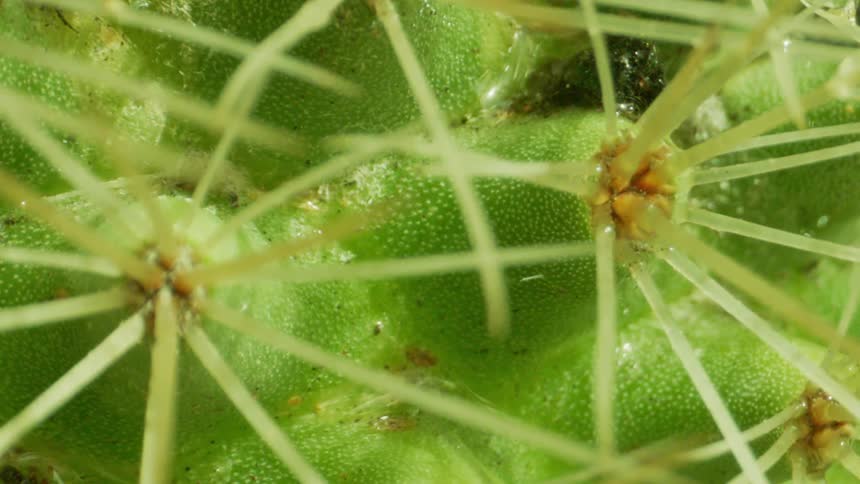 A cacti with green shoots and seeds