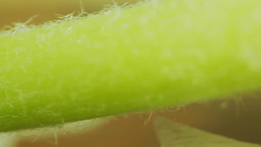 A green stem of a plant with several white fibers