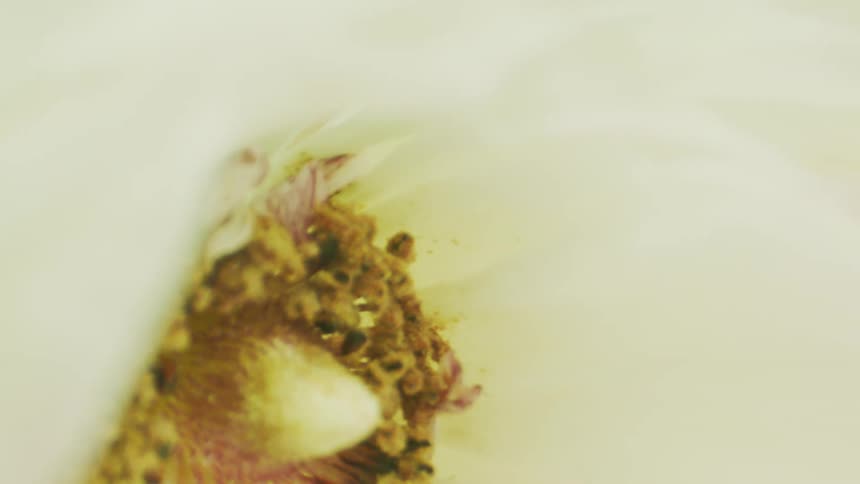 The inside of a white flower