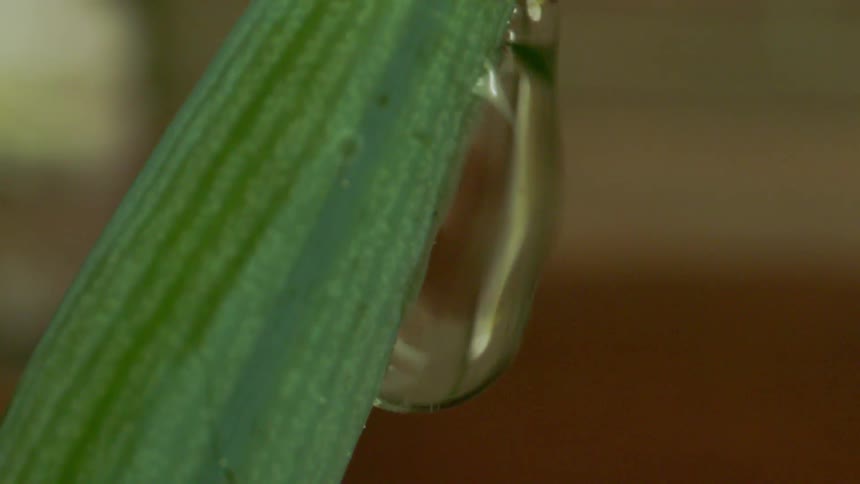 Extreme closeup on a leaf of a green plant with a drop of water falling down