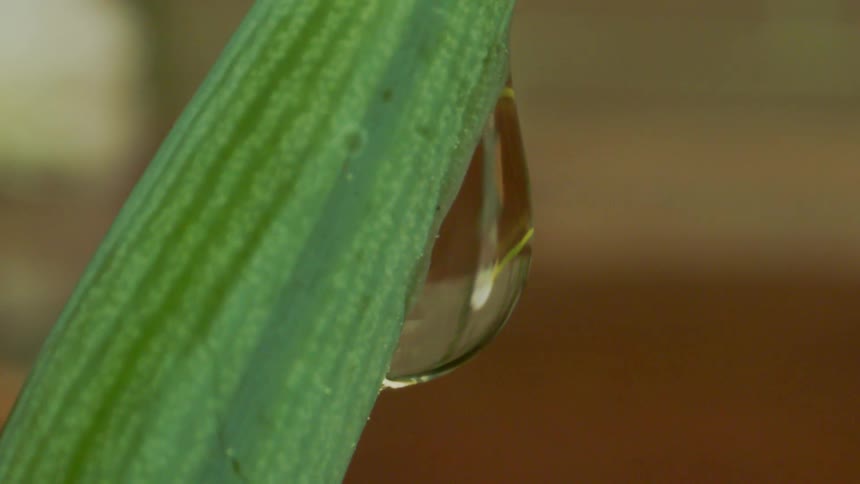 A droplet of water hangs off of a leaf