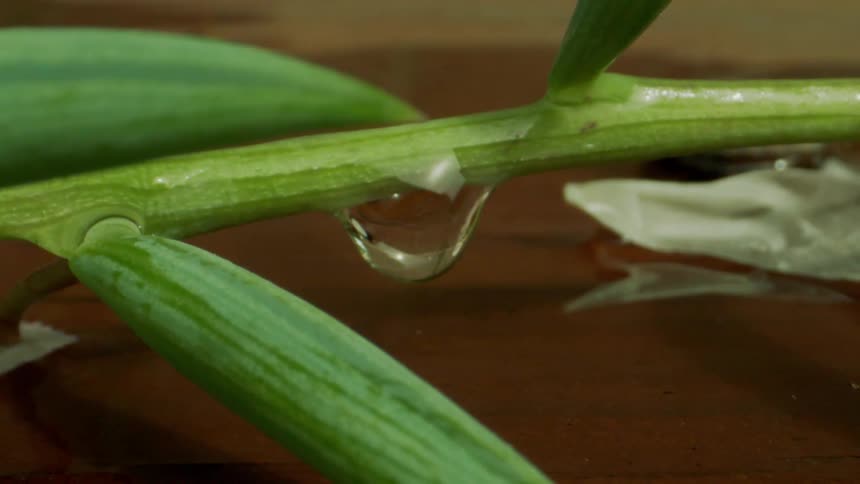 Extreme closeup on a green stem of a plant with a drop of water