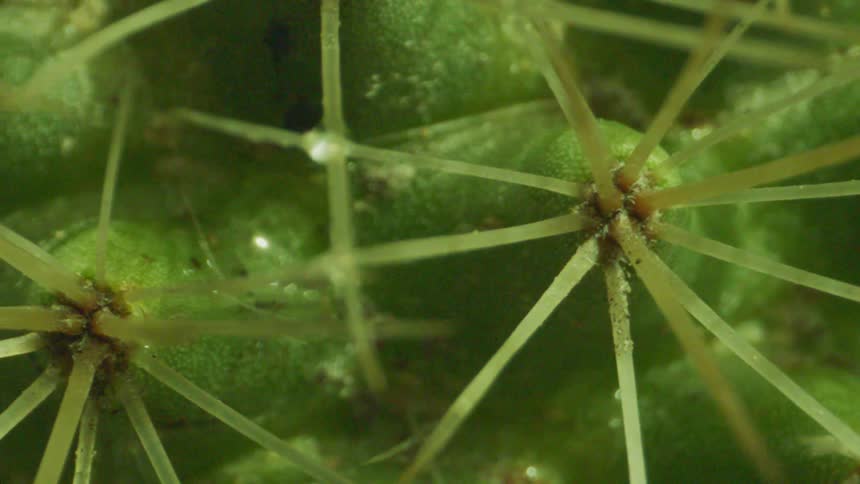 Close up of water drops on cactus
