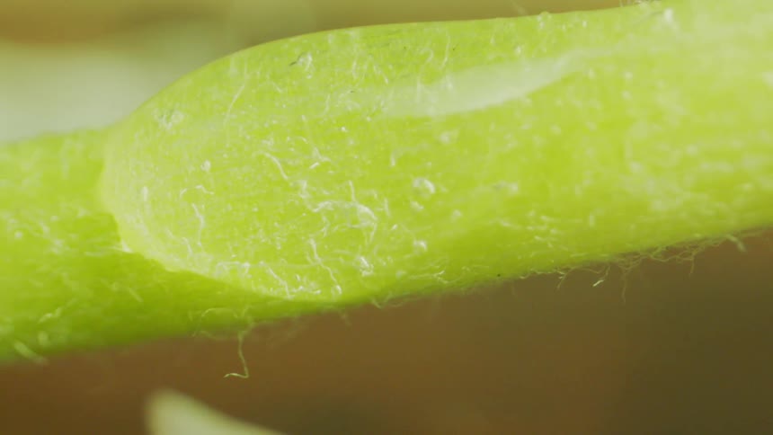 Water beading on sponge shakes as the sponge moves