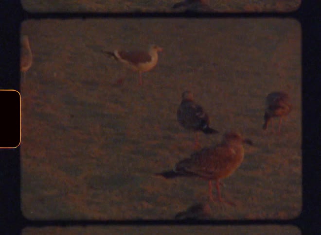 Several birds are walking on the ground on a sandy ground