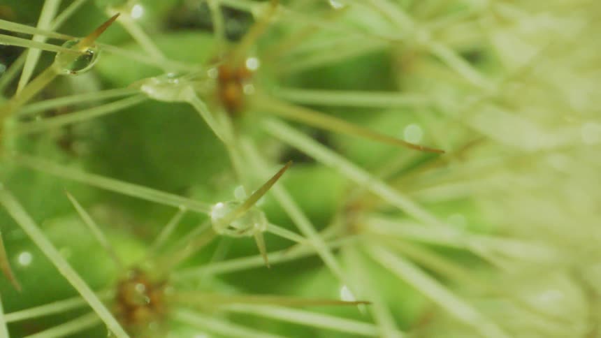 Several thin leaves of a green plant that are wet