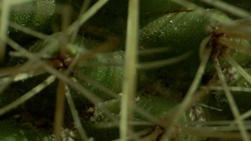 Green produce with stems protruding from them