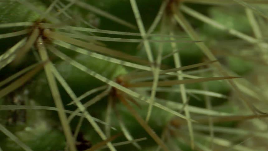 The cactus has many spines