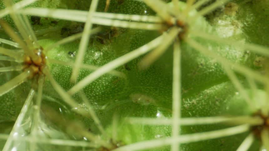 Closeup on greenish and aquatic plants