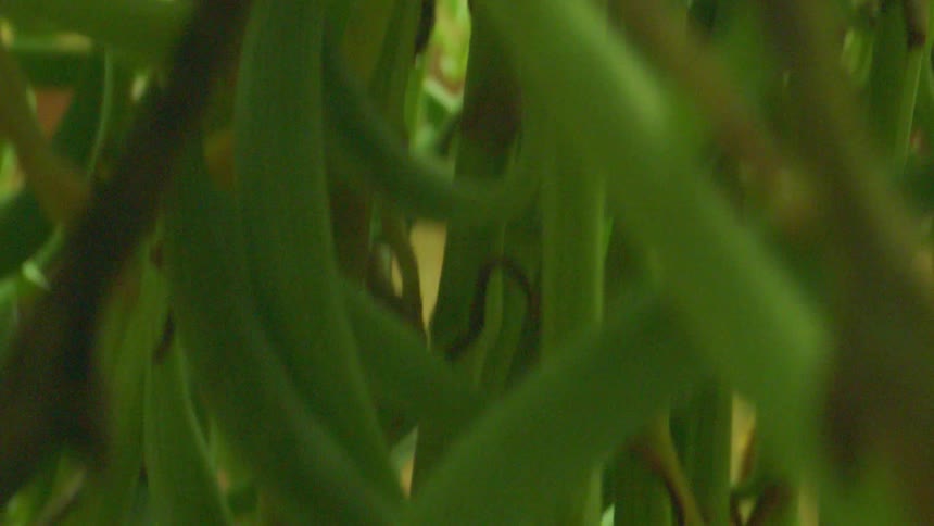 Plant with multiple stems grows thickly in sunlight