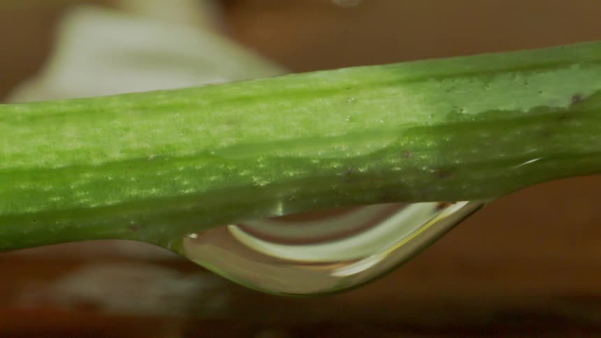 Extreme closeup on a greenish plant stem with water droplets