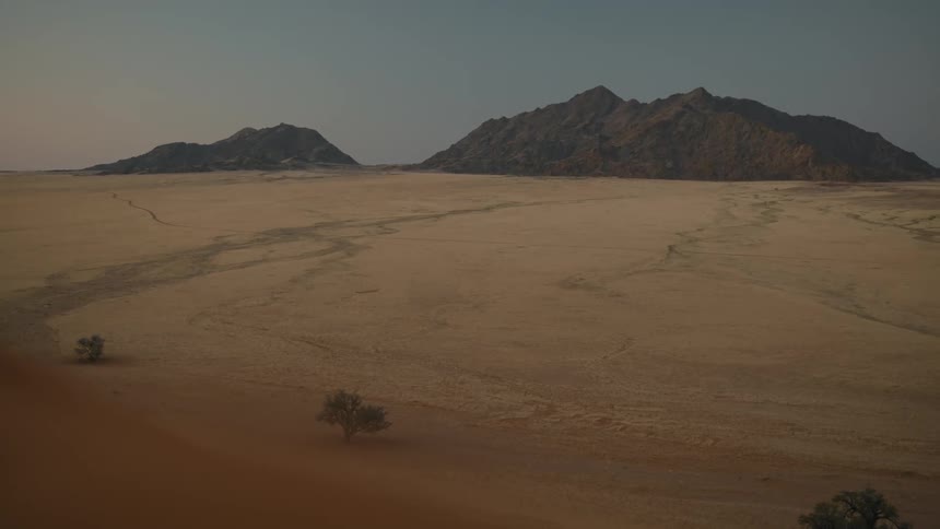 Several trees grow in a desert climate