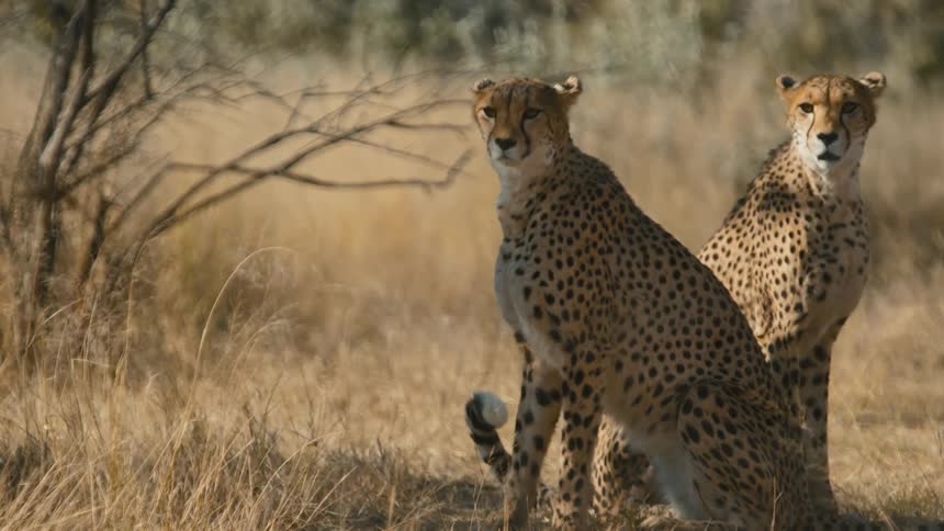 Two cheetahs sitting next to each other in the african grasslands