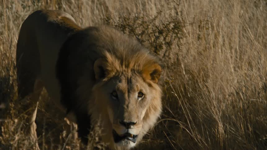 Lion walking through dry bush in the jungle