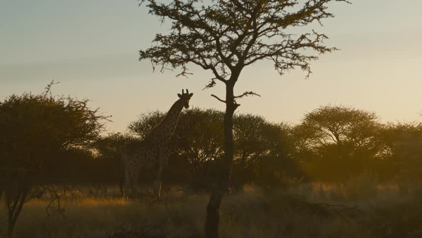 Giraffe in the middle of a jungle with the morning sky