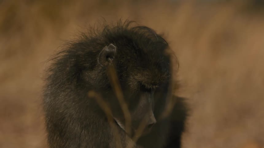 Baboon looking sideways while in the jungle