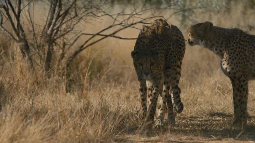 Three cheetahs in a savanna two walking by as the third watches them