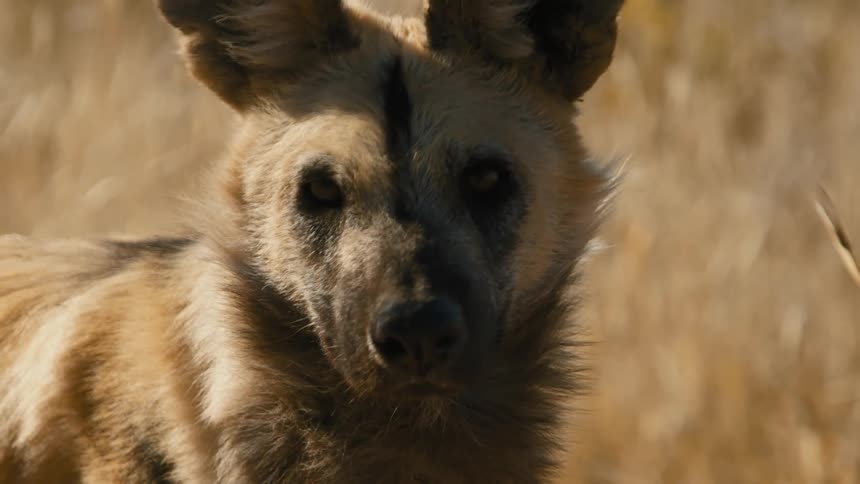 African wild dog standing in field looks around