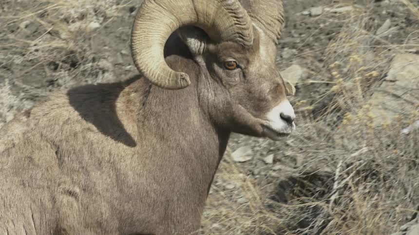 Bighorn sheep climbing a hill with boulders