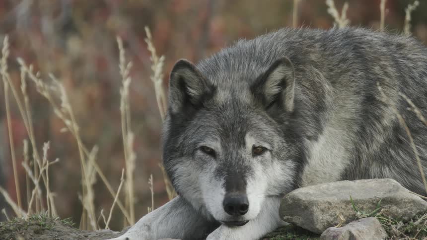 A lone gray wolf lays down and rests in a field filled with tall grass