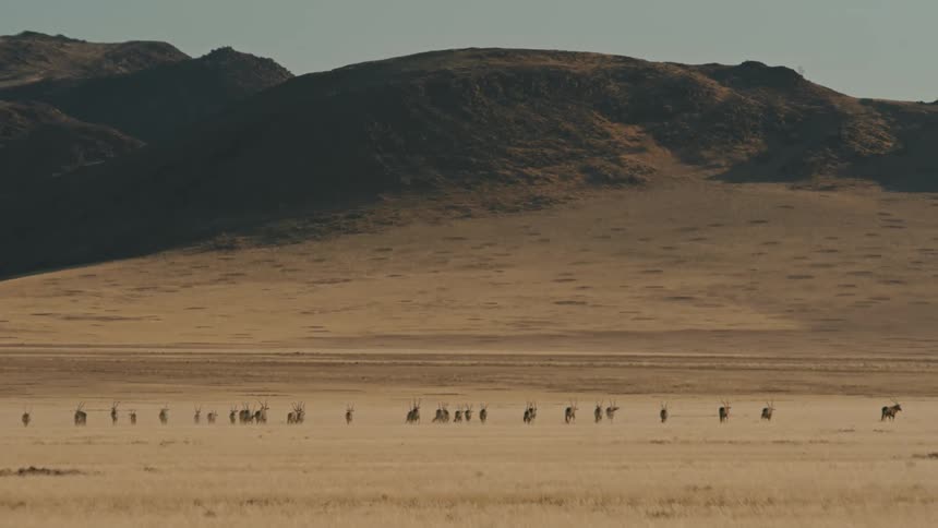 A herd of impala running away in the field