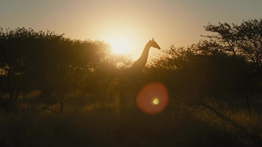 A giraffe walks in front of the sun creating a silhouette