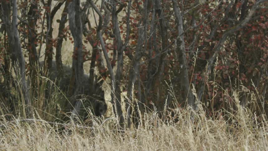 A large wolf walks through some trees