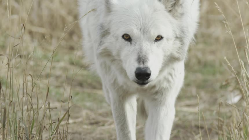A white wolf with yellow eyes walking forward on grassy ground