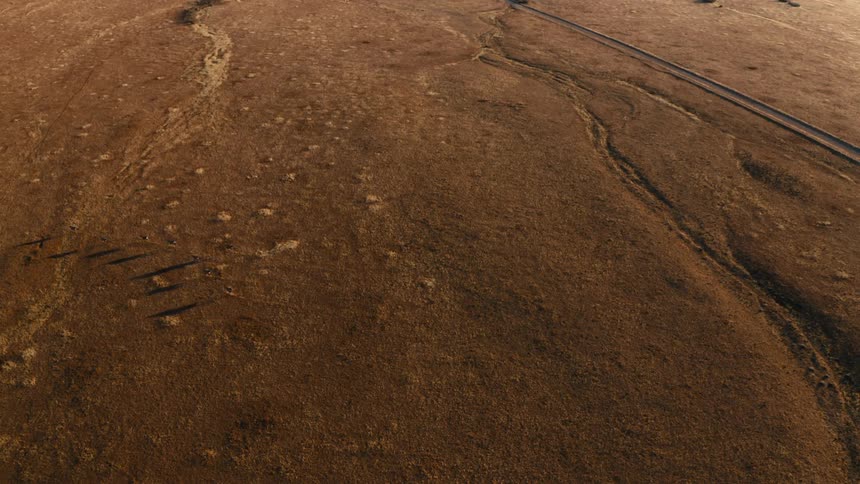 Herd of antelopes moving across ground casts shadows
