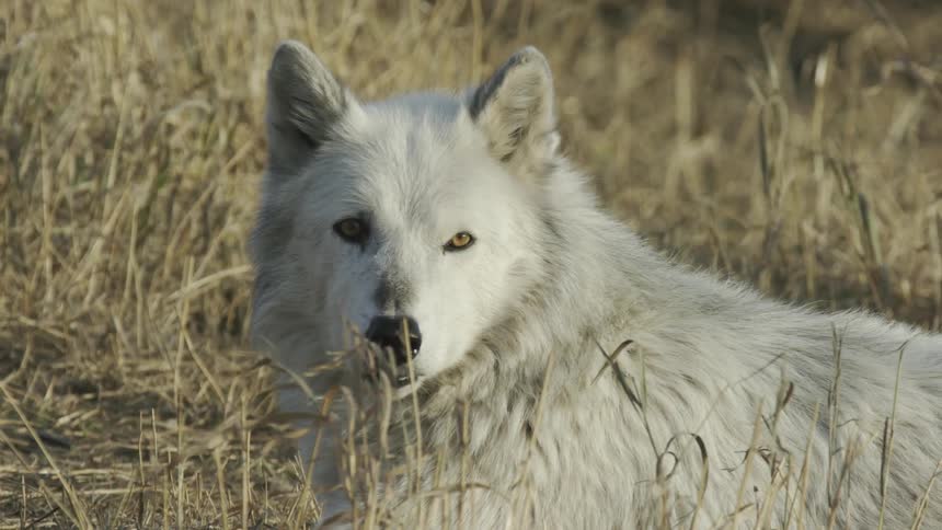 A large white wolf relaxes in grass