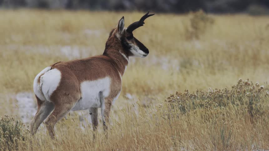 Pronghorn stands in a grassy plain looking around