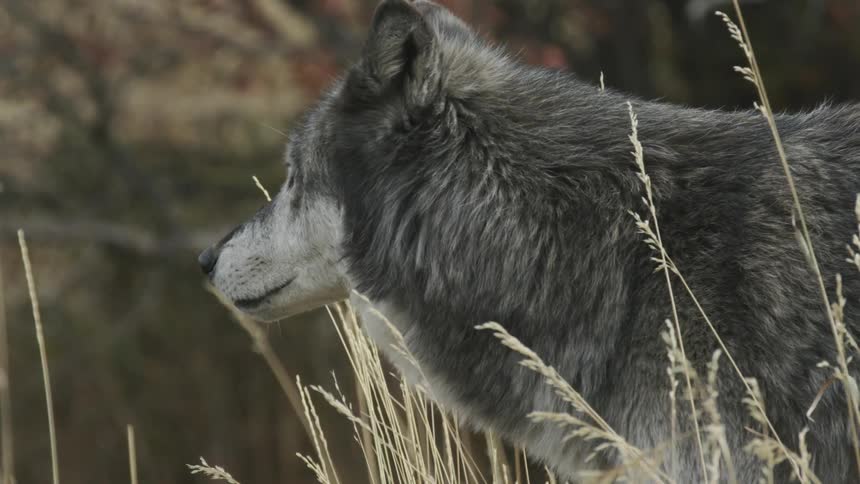 Wolf walks through grass near trees during fall